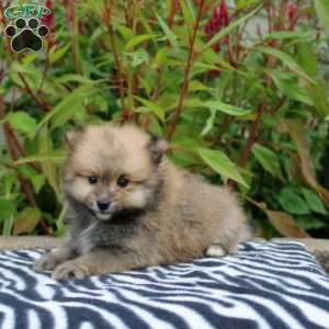 Tate, Pomeranian Puppy